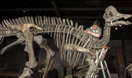 赣县恐龙化石爆料案件最新,揭秘古生物宝藏背后的法律纷争